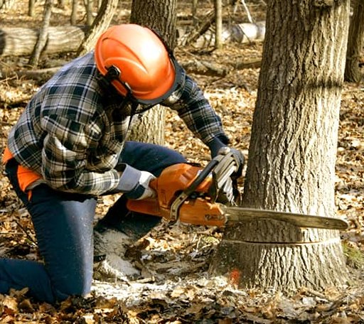 Tree Removal in Red Rock, TX